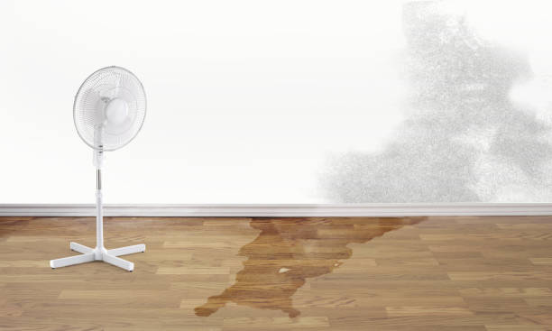 Best Carpet water damage restoration  in Owensville, MO